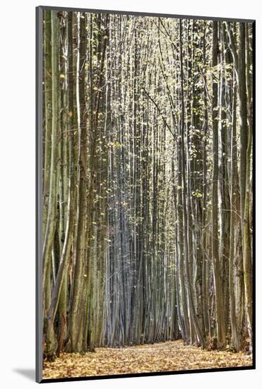Avenue, Trees, Trail-Harald Schšn-Mounted Photographic Print