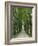 Avenue-Thonig-Framed Photographic Print