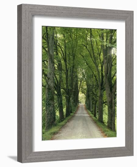 Avenue-Thonig-Framed Photographic Print