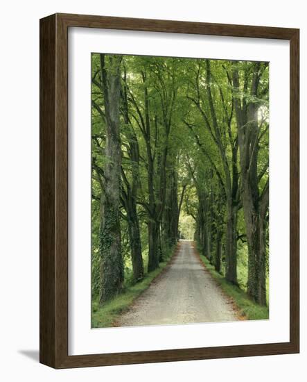 Avenue-Thonig-Framed Photographic Print