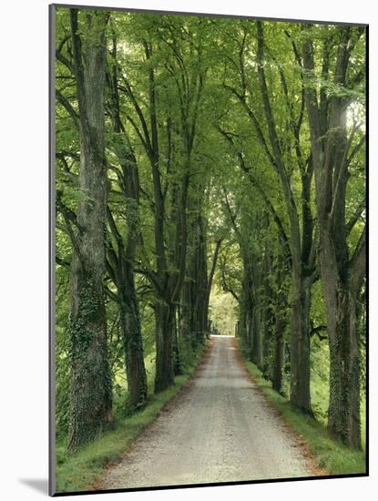 Avenue-Thonig-Mounted Photographic Print