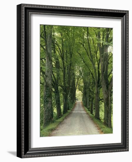 Avenue-Thonig-Framed Photographic Print