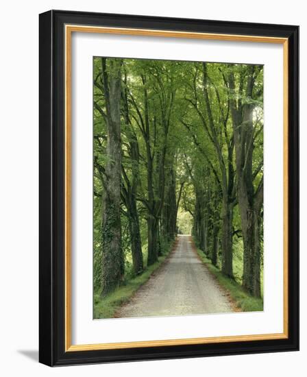 Avenue-Thonig-Framed Photographic Print