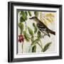 Avian Crop II-John James Audubon-Framed Giclee Print