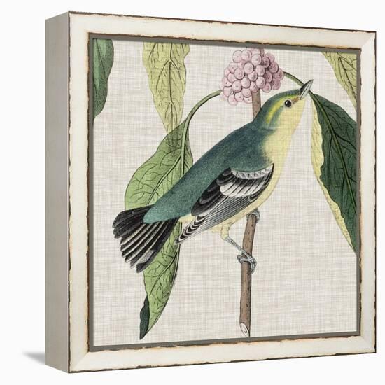 Avian Crop IV-John James Audubon-Framed Stretched Canvas