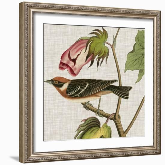 Avian Crop VI-John James Audubon-Framed Art Print