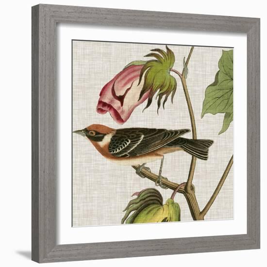 Avian Crop VI-John James Audubon-Framed Art Print