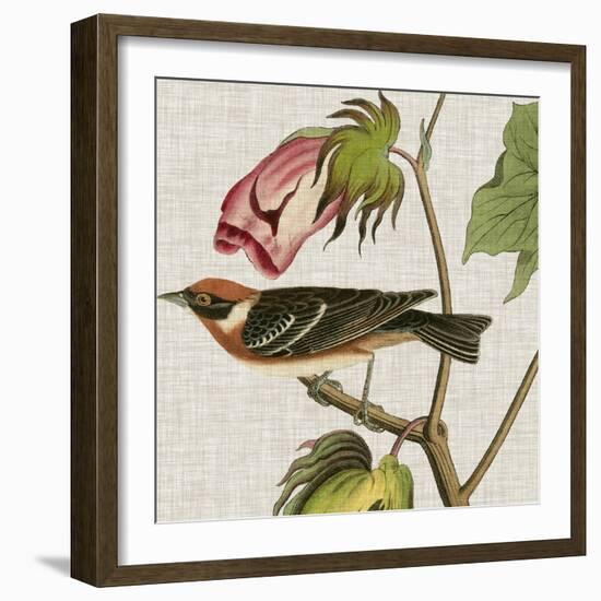 Avian Crop VI-John James Audubon-Framed Art Print