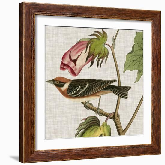 Avian Crop VI-John James Audubon-Framed Art Print