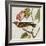 Avian Crop VI-John James Audubon-Framed Art Print