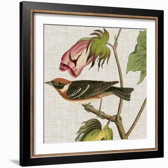 Avian Crop VI-John James Audubon-Framed Art Print