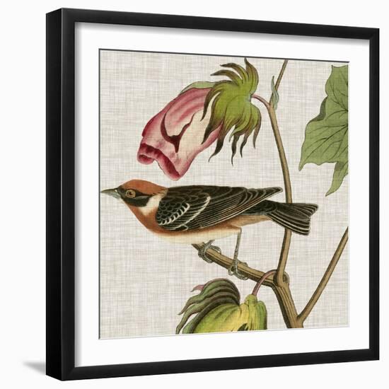 Avian Crop VI-John James Audubon-Framed Art Print