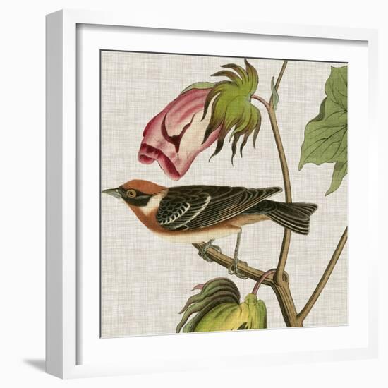 Avian Crop VI-John James Audubon-Framed Art Print