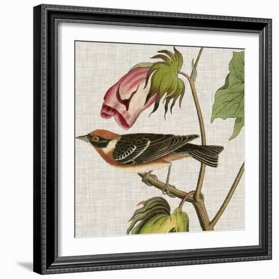 Avian Crop VI-John James Audubon-Framed Art Print