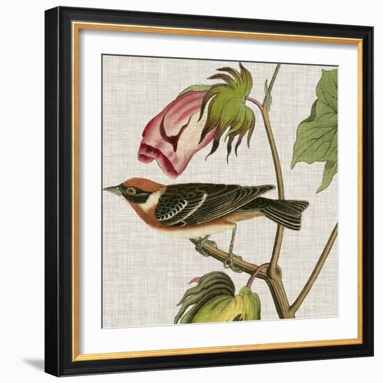 Avian Crop VI-John James Audubon-Framed Art Print