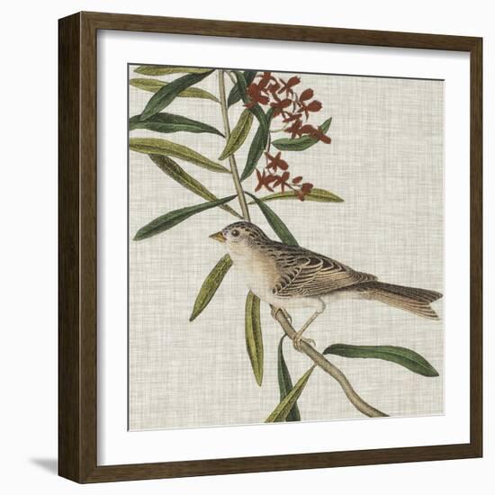 Avian Crop VII-John James Audubon-Framed Art Print