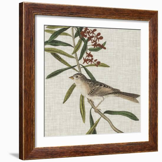 Avian Crop VII-John James Audubon-Framed Art Print