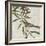 Avian Crop VII-John James Audubon-Framed Art Print