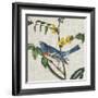 Avian Crop VIII-John James Audubon-Framed Giclee Print
