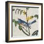 Avian Crop VIII-John James Audubon-Framed Giclee Print