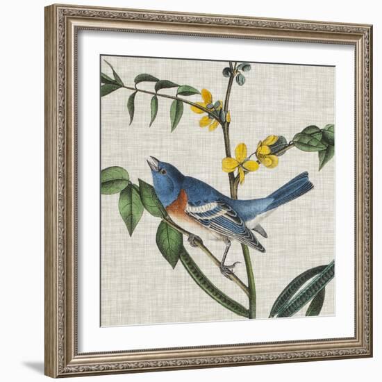 Avian Crop VIII-John James Audubon-Framed Art Print