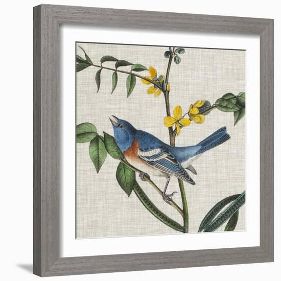 Avian Crop VIII-John James Audubon-Framed Art Print