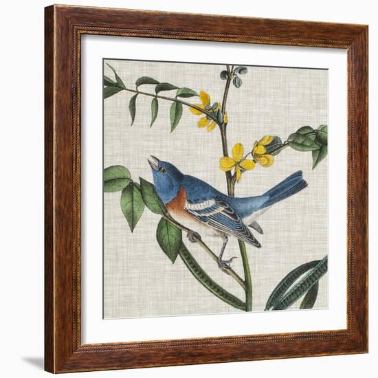 Avian Crop VIII-John James Audubon-Framed Art Print