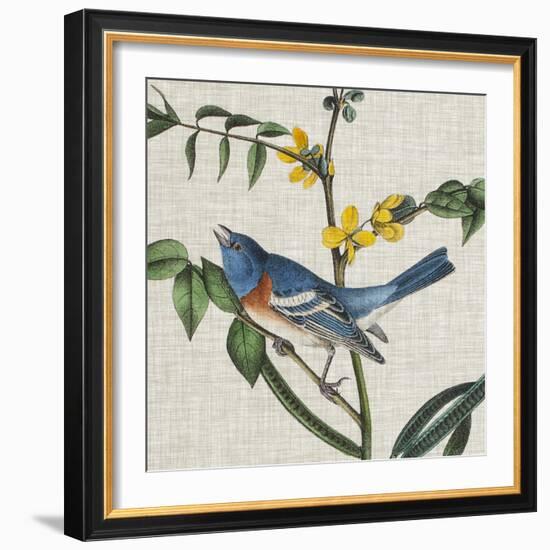 Avian Crop VIII-John James Audubon-Framed Art Print