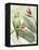 Avian Paradise IV-Grace Popp-Framed Stretched Canvas