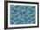 Aviary Blue-Bill Jackson-Framed Giclee Print