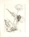 Deux roses-Avigdor Arikha-Collectable Print
