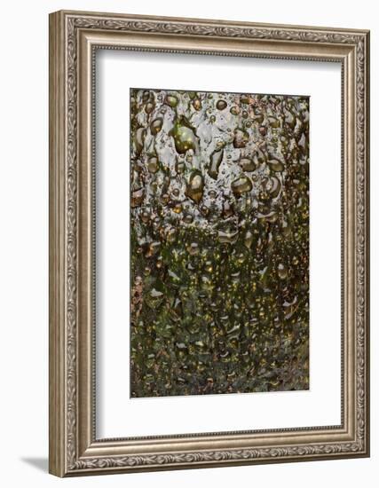 Avocado Skin-Steve Gadomski-Framed Photographic Print