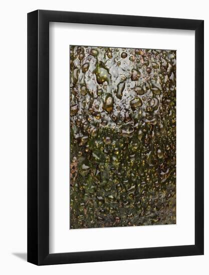 Avocado Skin-Steve Gadomski-Framed Photographic Print