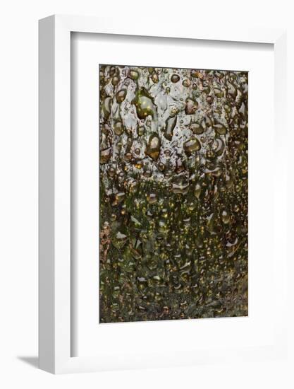 Avocado Skin-Steve Gadomski-Framed Photographic Print