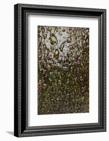 Avocado Skin-Steve Gadomski-Framed Photographic Print