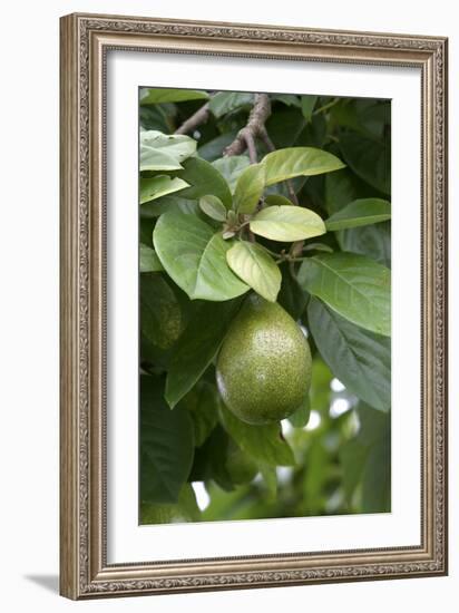 Avocado-null-Framed Photographic Print