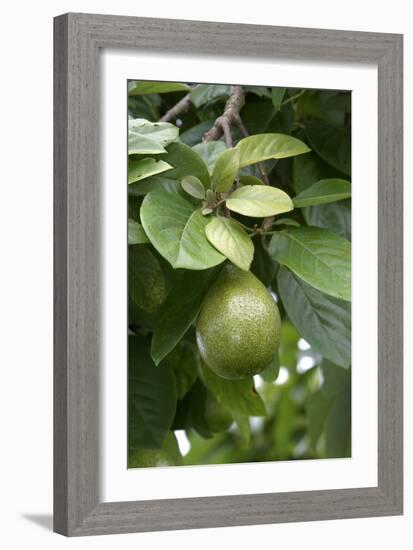 Avocado-null-Framed Photographic Print