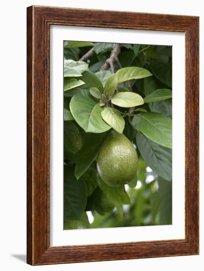 Avocado-null-Framed Photographic Print