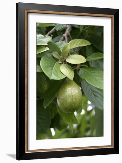 Avocado-null-Framed Photographic Print