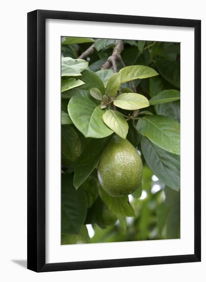 Avocado-null-Framed Photographic Print