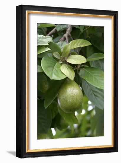 Avocado-null-Framed Photographic Print