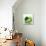 Avocados-David Munns-Premium Photographic Print displayed on a wall