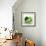 Avocados-David Munns-Framed Premium Photographic Print displayed on a wall