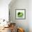 Avocados-David Munns-Framed Premium Photographic Print displayed on a wall