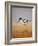 Avocet, 2016-Pat Scott-Framed Giclee Print