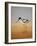 Avocet, 2016-Pat Scott-Framed Giclee Print