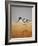 Avocet, 2016-Pat Scott-Framed Giclee Print