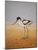 Avocet, 2016-Pat Scott-Mounted Giclee Print