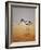 Avocet, 2016-Pat Scott-Framed Giclee Print