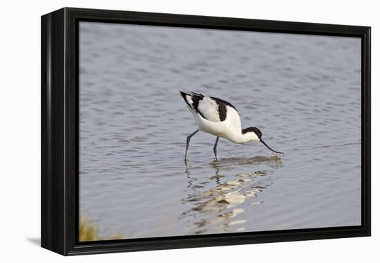 Avocet Feeding-null-Framed Premier Image Canvas